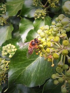albină, libar, floare, insecte, nectar, supt, nevertebrat, insectă, un animal, animale tematice, animal, parte a plantelor, frunze, animale sălbatice, animale în sălbăticie, plantă, creştere, Culoarea verde, a închide, natură, frumusețe în natură, zi, nici o persoana, planta cu flori, în aer liber, animal aripă, cap de floare, polenizare, 1080P, CC0, domeniu public, fără drepturi de autor