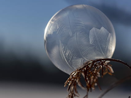selektivní, zaostřovací fotografie, skleněná koule, makro fotografie, voda, rostlina, zmrazené bubliny, textura, led, Studený, zimní, detail, nikdo, studio shot, zvířat, Příroda, zvíře, makro, koule, bezobratlý, jednoho zvířete, zaměřit se na popředí, venku, barevné pozadí, kopie prostor, jeden objekt, hmyz, extrémní detail, zranitelnost, modré pozadí, 4K, CC0, veřejná doména, bez autorských práv