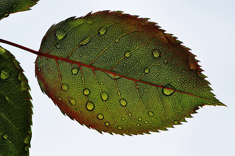 ธรรมชาติ, ปลูก, ใบไม้, แมโคร, น้ำฝน, ใบกุหลาบ, waterdrops, ส่วนของพืช, สีเขียว, ใกล้ชิด, ไม่มีคน, หลอดเลือดดำใบ, วัน, กลางแจ้ง, ความงามในธรรมชาติ, การเจริญเติบโต, ท้องฟ้า, ต้นไม้, น้ำ, แมลง, รูปแบบธรรมชาติ, ความสด, หล่น, สตูดิโอยิง, 4K, CC0, โดเมนสาธารณะ, ค่าลิขสิทธิ์ฟรี
