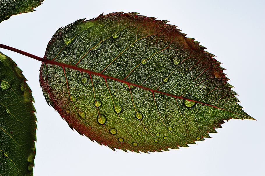 naturalesa, planta, full, fulles, macro, gota de pluja, fulla de roses, gotes d'aigua, part de la planta, color verd, primer pla, cap gent, vena de la fulla, dia, a l'aire lliure, bellesa a la natura, creixement, cel, arbre, aigua, insecte, patró natural, frescor, tirar, tir de l'estudi, 4K