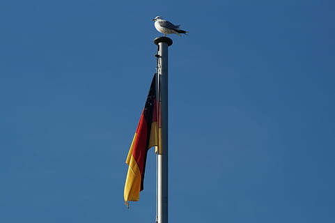 germany, flag, wind, flutter, sky, low angle view, animal, animal themes, animals in the wild, clear sky, bird, vertebrate, no people, animal wildlife, nature, day, one animal, blue, pole, copy space, outdoors, perching, seagull, 5K, CC0, public domain, royalty free