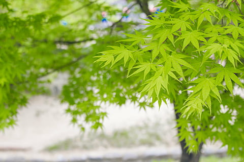 Primavera, folha, Folha verde, bordo, verão, plantar, cor verde, parte da planta, árvore, crescimento, beleza na natureza, fechar-se, focar em primeiro plano, natureza, ninguém, dia, foco seletivo, ao ar livre, ramo, tranquilidade, frescura, agua, meio Ambiente, sai, árvore conífera, 5K, CC0, domínio público, royalty free