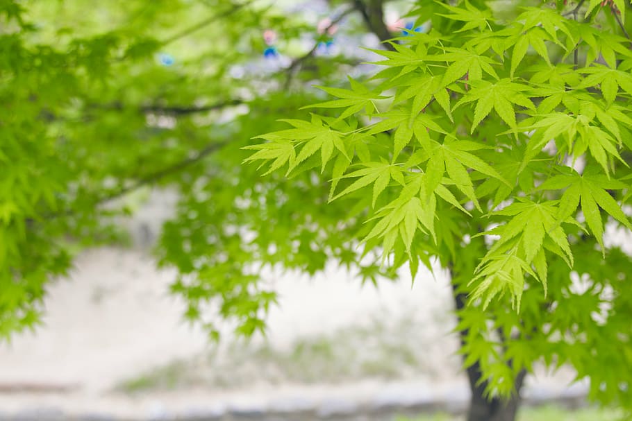 primavera, hoja, hoja verde, arce, verano, planta, color verde, parte de la planta, árbol, crecimiento, belleza en la naturaleza, de cerca, centrarse en primer plano, naturaleza, nadie, día, enfoque selectivo, al aire libre, rama, tranquilidad, frescura, agua, ambiente, hojas, árbol conífero, 5K