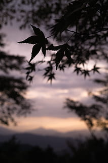 fulla de fotografia de silueta, fotografia de canvi de inclinació, fulla d'arbre, arbre d'auró, mt. takao, full, maple, arbre, silhoutte, posta de sol, naturalesa, a l'aire lliure, cel, retroil·luminat, bellesa a la natura, silueta, escenics, llum solar, paisatge, cap gent, vespre, ocell, animals a la natura, volant, fauna animal, temes d'animals, planta, núvol - cel, creixement, tranquil·litat, branca, centrar-se en primer pla, vista d’angle baix, enfocament selectiu, escenics - natura, primer pla, 5K, CC0, domini públic, lliure de regalies