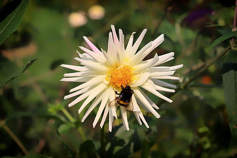 humle, insekt, pollinering, Dalia, nektar, blomst, blomstrende plante, virvelløse, dyre temaer, friskhet, skjørhet, skjønnhet i naturen, dyr, ett dyr, petal, dyreliv, sårbarhet, anlegg, blomsterhodet, dyr i naturen, Bie, vekst, nærbilde, natur, pollen, ingen folk, utendørs, lilla, 5K, CC0, offentlig domene, opphavsrett gratis