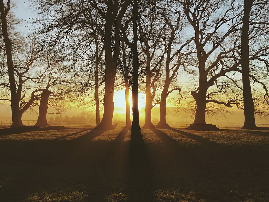 silueta, calb, arbres, vespre, daurat, hores, arbre, posta de sol, llum solar, ombra, parc, herba, núvol, boira, sortida del sol, tir en iphone, cotswold, tranquil·litat, escènic, planta, arbre nu, bellesa a la natura, cel, naturalesa, tronc de l'arbre, tronc, escena tranquil·la, escenics - natura, terra, cap gent, branca, creixement, sol, a l'aire lliure, 4K