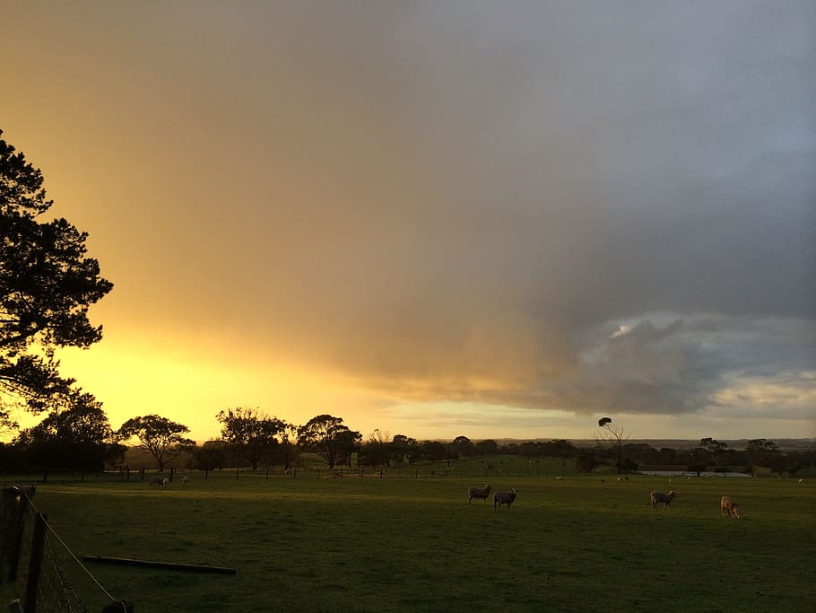 Sunset, Stormy, Clouds, sky, storm, weather, dramatic, landscape, dusk, ranch, sheep, grass, field, scenics, large group of animals, plant, tree, beauty in nature, environment, scenics - nature, cloud - sky, nature, livestock, land, group of animals, animal, animal themes, mammal, tranquility, cattle, no people, outdoors, 2K