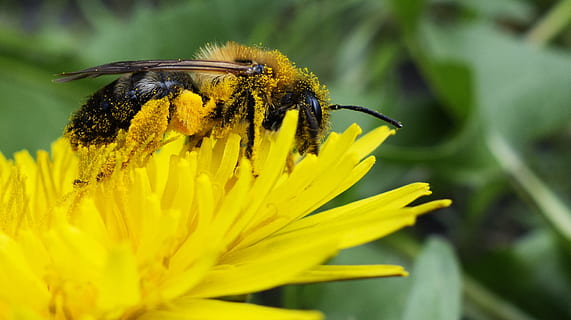 selettivo, fotografia a fuoco, giallo, Ape, arroccato, fiore petalo, polline, nettare, fiore, miele, avvicinamento, macro, polline d'api, fiori, pianta fiorita, animale, temi animali, fauna selvatica, insetto, freschezza, un animale, bellezza nella natura, pianta, fragilità, invertebrato, petalo, vulnerabilità, testa di fiore, animali allo stato selvatico, crescita, nessuno, all'aperto, impollinazione, farfalla - insetto, 1080P, CC0, dominio pubblico, privo di copyright