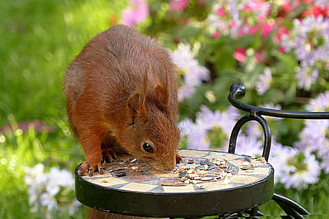 veveriţă, sciurus major, rozător, căutarea hranei, grădină, animal, animale tematice, mamifer, animale sălbatice, natură, floare, planta cu flori, plantă, un animal, nici o persoana, animale vertebrate, în aer liber, drăguţ, animale în sălbăticie, mancare si bautura, vară, alimente, maro, mediu inconjurator, conservarea mediului, primăvară, băut, mic, 2K, CC0, domeniu public, fără drepturi de autor