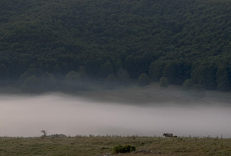campo, verde, alberi, foto di nebbia, nebbia, foto, Marrone, mucche, i campi, erba, grigio, montagne, natura, paesaggio, Paesaggi, foresta, all'aperto, albero, montagna, bellezza nella natura, la tranquillità, nessuno, pianta, scenics - natura, ambiente, cielo, nuvola - cielo, scena non urbana, scena tranquilla, terra, giorno, crescita, 4K, CC0, dominio pubblico, privo di copyright