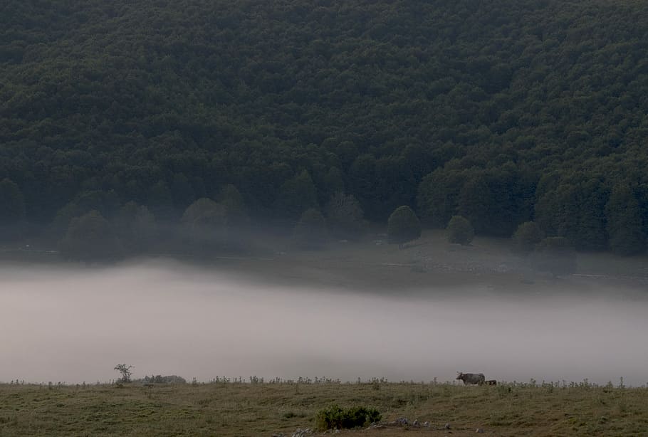 camp, verd, arbres, foto de boira, boira, foto, marró, vaques, camps, herba, gris, muntanyes, naturalesa, paisatge, escenics, bosc, a l'aire lliure, arbre, muntanya, bellesa a la natura, tranquil·litat, cap gent, planta, escenics - natura, medi ambient, cel, núvol - cel, escena no urbana, escena tranquil·la, terra, dia, creixement, 4K