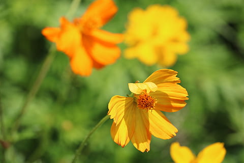 bunga, kuning, marigold, musim semi, musim panas, bunga kuning, alam, hijau, mekar, taman, berkembang, penuh warna, daun bunga, kerapuhan, kepala bunga, tanaman berbunga, kerentanan, menanam, kesegaran, keindahan di alam, pertumbuhan, hal berkembang, merapatkan, serbuk sari, fokus pada latar depan, warna oranye, tidak ada orang, hari, bunga kosmos, di luar rumah, penyerbukan, 5K, CC0, domain publik, bebas royalti
