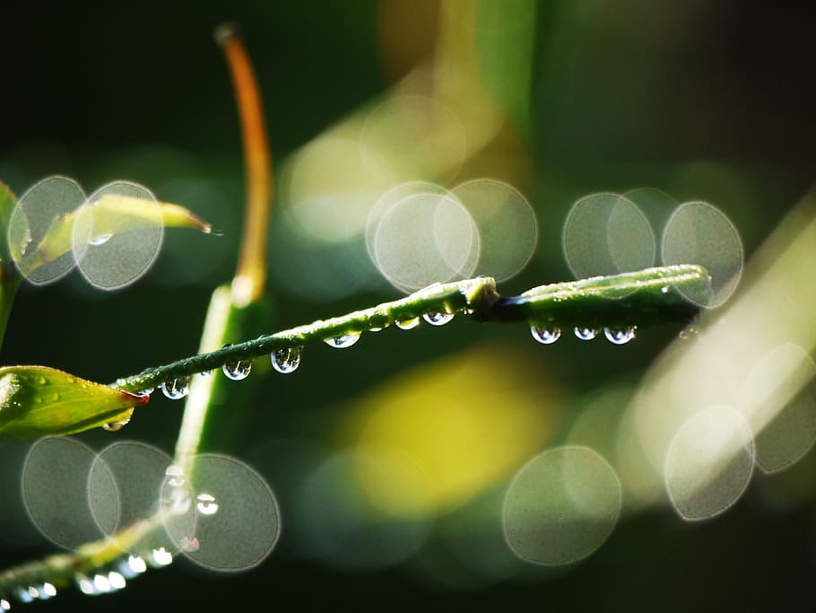 grene, knop, Morgentau, regndråbe, bokeh, grøn, sort, blomster, plante, have, dug, dryppe, dugdråbe, dråbe vand, våd, dråber, beaded, afspejling, spejling, baggrund, serie, i serie, abstrakt, dråbe, vand, linseflare, vækst, ingen mennesker, fokus på forgrunden, natur, grøn farve, skønhed i naturen, tæt på, skrøbelighed, sårbarhed, blad, dag, plante del, friskhed, udendørs, renhed, græsblad, 4K