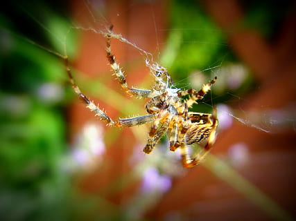 araña, esperar, jardín, un animal, temas de animales, animales en la naturaleza, telaraña, insecto, fauna animal, animal, invertebrado, fragilidad, arácnido, de cerca, artrópodo, centrarse en primer plano, día, naturaleza, nadie, parte del cuerpo del animal, supervivencia, enfoque selectivo, pierna animal, al aire libre, web, complejidad, 1080P, CC0, dominio público, libre de derechos