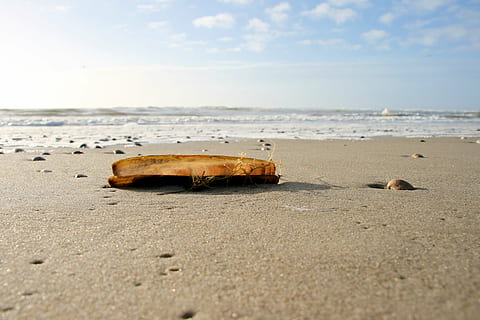 skal, strand, sand, sol, hav, sommer, tæt, Nordsøen, muslingeskal, sandstrand, vand, sø, jord, himmel, dag, natur, ingen mennesker, horisont, skønhed i naturen, horisont over vand, ro, scenics - natur, rolig scene, forladt, udendørs, overflade niveau, forældet, forurening, 2K, CC0, offentligt domæne, royaltyfrie