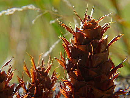 spurgai, pušis, medis, pinecone, spygliuočių, pušis, medis, flora, makro, apšvietimas, pobūdį, vaisiai, maisto, lapai, subrendęs, šviežumas, Iš arti, ekologiškas, augalų, ananasai, žalia spalva, raudona, nėra žmonių, dieną, lauke, augalų dalis, augimą, sutelkti dėmesį į naujas žinias, grožis gamtoje, atrankinis dėmesys, saulės šviesa, sausas, ruduo, ramybė, pakeisti, gėlė, filialas, nudegęs augalas, 720P, CC0, Viešasis domenas, nemokamai