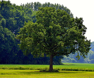 Baum, Feld, Sonne, Landschaft, Felder, Himmel, Wald, Natur, Blau, Acker-, Stimmung, gehen, bunt, Frühling, Laubbaum, Ast, Stamm, Blätter, ästhetisch, Grün, Log, Geäst, Blatt, Eichenblätter, Laubbäume, Holz, Eiche, grüne Farbe, szenen, Pflanze, Land, Schönheit in der Natur, Wachstum, Ruhe, Umgebung, Gras, ruhige Szene, keine Leute, Szenen - Natur, Tag, Nicht-städtische Szene, draußen, idyllisch, 2K, CC0, gemeinfrei, lizenzfrei