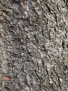 struktur, bark, tre, bakgrunn, strukturert, full ramme, ujevn, mønster, nærbilde, vegg, veggbyggingsfunksjon, bygget struktur, ingen folk, arkitektur, trestamme, plantebark, utendørs, steinvegg, dag, stamme, fast, seighet, teksturert effekt, 4K, CC0, offentlig domene, opphavsrett gratis