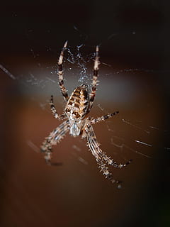 ragno, vicino, Rete, insetto, natura, invertebrati, Aracne, gambe, ragno di giardino, aracnide, araneus, Marrone, un animale, ragnatela, temi animali, animali allo stato selvatico, sopravvivenza, artropodo, fragilità, avvicinamento, invertebrato, animale, fauna selvatica, concentrarsi sulle conoscenze acquisite, gamba animale, all'aperto, nessuno, giorno, vulnerabilità, web, 2K, CC0, dominio pubblico, privo di copyright