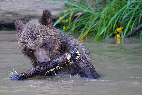 Medvěd hnědý, dravec, medvěd, teddy, savců, nebezpečný, hrát si, hravý, ursus arctos, voda, jednoho zvířete, řeka, zvířat, zvířata ve volné přírodě, vydra, zvíře, savec, Příroda, obratlovců, mokré, den, nikdo, venku, zaměřit se na popředí, nábřeží, 5K, CC0, veřejná doména, bez autorských práv