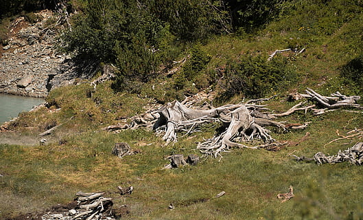 arrel, soques d'arbres, vell, decaïment, boca, arbre, planta, fauna animal, naturalesa, animals a la natura, temes d'animals, animal, mamífer, dia, terra, grup d’animals, cap gent, bosc, escena no urbana, herba, vertebrats, bellesa a la natura, aigua, camp, 5K, CC0, domini públic, lliure de regalies