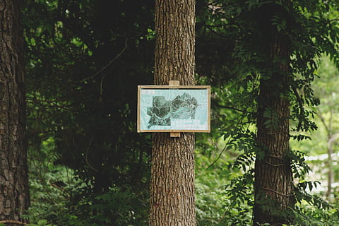 plakat, pinne, gren, skogkart, trebark, grå, skilting, brun, tre, innrammet, kart, stamme, skogen, skilt, natur, skog, utendørs, grønn farge, trestamme, dag, ingen folk, anlegg, vekst, kommunikasjon, land, fokusere på forgrunnen, tre - materiale, informasjon, ro, tekst, representasjon, 5K, CC0, offentlig domene, opphavsrett gratis