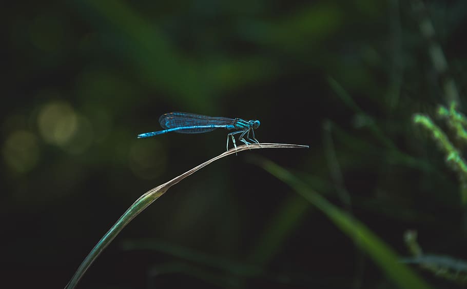 blu, libellula, verde, foglia di erba, selettivo, fotografia a fuoco, damselfly, arroccato, amante della natura, insetto, erba, temi animali, invertebrato, fauna selvatica, animale, animali allo stato selvatico, un animale, pianta, avvicinamento, concentrarsi sulle conoscenze acquisite, colore verde, natura, nessuno, ala animale, giorno, bellezza nella natura, parte vegetale, all'aperto, filo d'erba, 5K