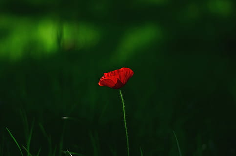 daggry, natur, rød, Mark, baggrund, smuk, flor, blomstrende, blomstre, sløring, lyse, farve, delikat, flora, blomst, have, græs, grøn, vækst, makro, udendørs, kronblade, plante, valmue, sæson, forår, forår blomster, sommer, skønhed i naturen, blomstrende plante, friskhed, skrøbelighed, sårbarhed, kronblad, tæt på, grøn farve, blomsterstand, blomsterhoved, fokus på forgrunden, ingen mennesker, plantestamme, jord, 2K, CC0, offentligt domæne, royaltyfrie