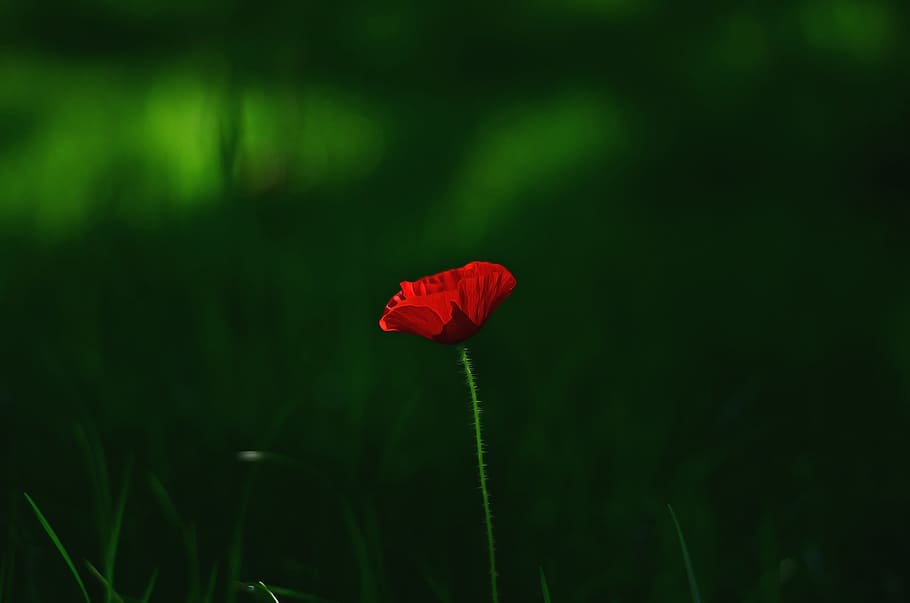alba, naturalesa, vermell, camp, fons, bonic, florir, florint, flor, borrós, brillant, color, delicada, flora, jardí, herba, verd, creixement, macro, a l'aire lliure, pètals, planta, rosella, temporada, primavera, flors de primavera, estiu, bellesa a la natura, planta amb flors, frescor, fragilitat, vulnerabilitat, pètal, primer pla, color verd, inflorescència, cap de flor, centrar-se en primer pla, cap gent, tija de la planta, terra, 2K