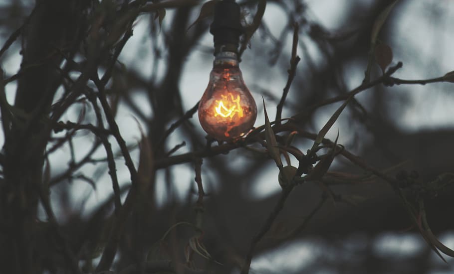 convertit, llum, branca, llum halògena activada, bombeta, bosc, fosc, equips d’il·luminació, cap gent, arbre, il·luminat, primer pla, centrar-se en primer pla, planta, naturalesa, electricitat, a l'aire lliure, dia, arbre nu, enfocament selectiu, vista d’angle baix, vespre, cremant, sol objecte, brillant, llum elèctrica, 4K