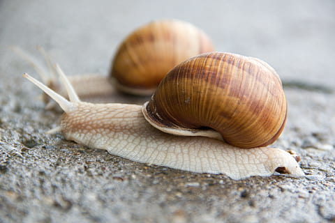 Schnecke, Muschel, schleimig, Tier, Natur, braun, Nahansicht, Weichtier, kriechen, Tierwelt, Schale, Gastropode, Tierhülle, Tierthemen, wirbellos, ein Tier, Tiere in freier Wildbahn, keine Leute, Langeweile, Tag, selektiver Fokus, Tierantenne, Tierkörperteil, draußen, 4K, CC0, gemeinfrei, lizenzfrei