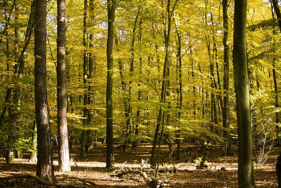 foresta verde, emergere, le foglie, acero, libro, ottobre, autunno, d'oro, foresta, autunno dorato, alberi, foresta d'autunno, albero, pianta, terra, bellezza nella natura, crescita, tronco, la tranquillità, tronco d'albero, natura, scena tranquilla, bosco, luce del sole, giorno, scena non urbana, modificare, nessuno, scenics - natura, paesaggio, all'aperto, collezione autunnale, 4K