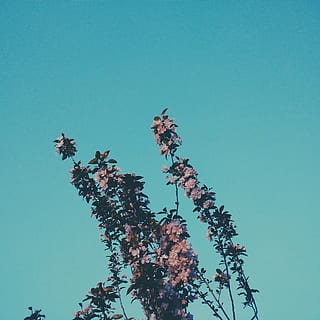 view of plant, white, brown, flowers, nature, blue, low angle view, tree, clear sky, day, no people, sky, growth, outdoors, plant, beauty in nature, copy space, flowering plant, branch, fragility, flower, freshness, vulnerability, tranquility, cherry blossom, blue background, 1080P, CC0, public domain, royalty free