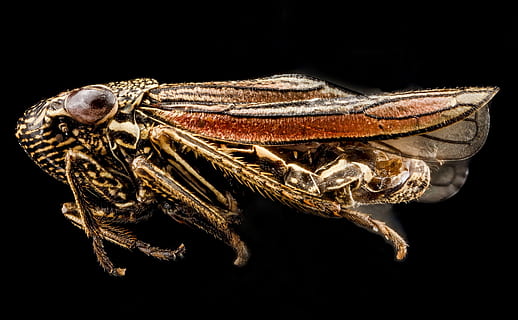 puricele de frunze, macro, insectă, profil, animale sălbatice, natură, gândac, montat, portret, cuerna unica, coș, u, s, studiu geologic, animale tematice, un animal, animal, studio shot, Fundal negru, partea corpului animalului, în interior, târâtoare, a închide, animale vertebrate, nici o persoana, animale în sălbăticie, pe scara animalelor, nevertebrat, cap de animal, apă, otrăvitor, ochi de animale, 2K, CC0, domeniu public, fără drepturi de autor