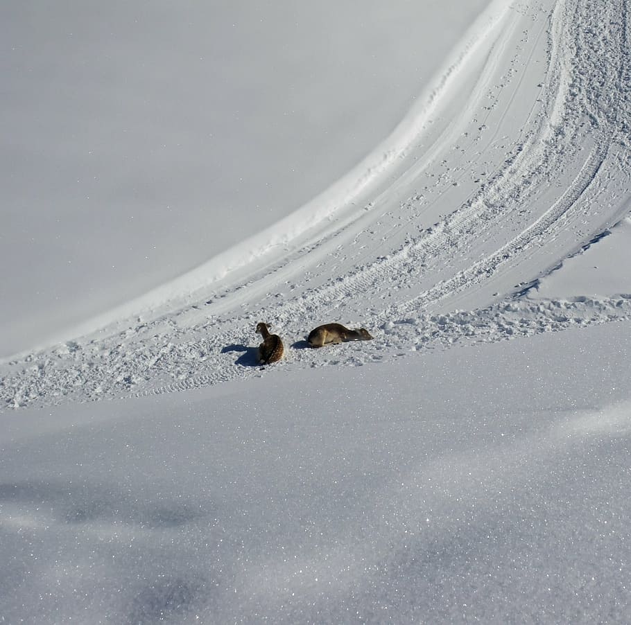 sne, vej, sti, vinter, kold, vinterhvide, natur, fawn, kold temperatur, dyre temaer, dyr, dyreliv, dyr i naturen, et dyr, pattedyr, dag, ingen mennesker, miljø, jord, scenics - natur, skønhed i naturen, landskab, bjerg, udendørs, snedækket bjerg, sner, 2K