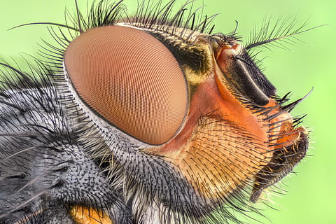 foto macro, gris, marró, insecte, macro, error, color, verd, volar, salvatge, pelut, primer pla, un animal, animal, temes d'animals, part del cos dels animals, primer pla extrem, cap gent, fauna animal, centrar-se en primer pla, ull, cap d’animals, invertebrat, ala dels animals, animals a la natura, fons verd, ull d’animals, fons de colors, boca d’animals, petit, 5K, CC0, domini públic, lliure de regalies