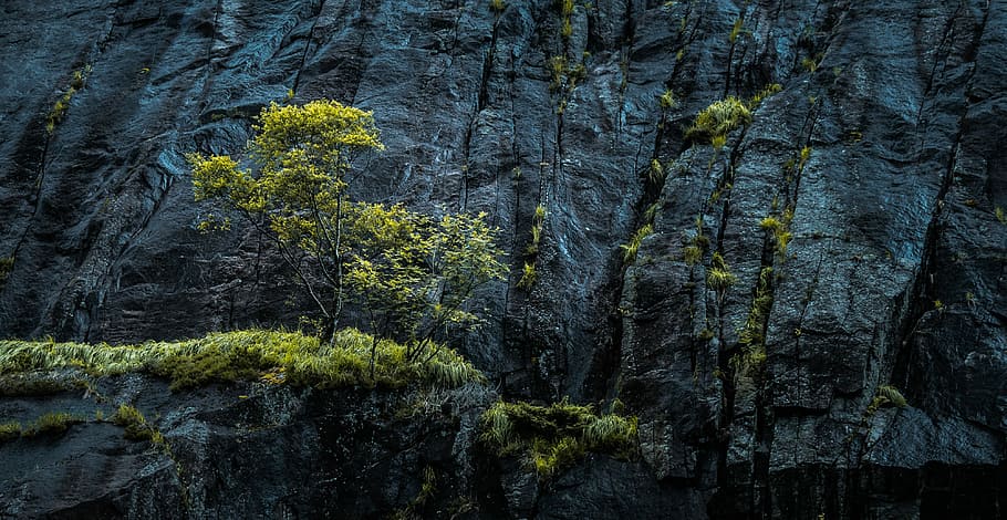 Foto, Grün, Bäume, Cliff, blätterte, Baum, Berg, Gras, Moos, Rock, Textur, überleben, Leben, Keller, Base, Vertrauen, skandinavisch, Norwegen, Pflanze, Wachstum, keine Leute, Schönheit in der Natur, Natur, Ruhe, Land, Hintergründe, Vollbild, Wald, Tag, grüne Farbe, Baumstamm, Nicht-städtische Szene, draußen, Kofferraum, Szenen - Natur, ruhige Szene, Kiefernwald, 4K