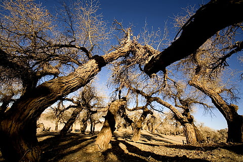 arbres, hivern, ejina, naturalesa, arbre, cap gent, a l'aire lliure, paisatge, dia, planta, cel, branca, tranquil·litat, llum solar, tronc de l'arbre, arbre nu, tronc, bellesa a la natura, cel clar, terra, medi ambient, escena tranquil·la, escenics - natura, clima àrid, 4K, CC0, domini públic, lliure de regalies