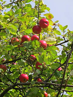 Apfelbaum, Herbst, Apfel, Baum, Obst, Essen und Trinken, Blatt, Landwirtschaft, Frische, gesundes Essen, Lebensmittel, Pflanze, Wachstum, Wohlbefinden, grüne Farbe, Natur, Pflanzenteil, rot, Flachwinkelansicht, Obstbaum, Ast, Apfel - Frucht, Tag, keine Leute, reif, draußen, 2K, CC0, gemeinfrei, lizenzfrei