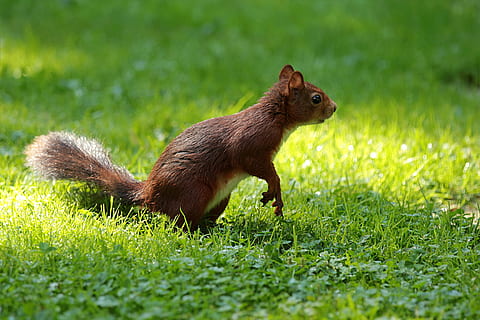 poc profund, focalitzar la fotografia, marró, esquirol, animal, sciurus, alimentació, jardí, rosegador, naturalesa, mamífer, vida salvatge, a l'aire lliure, herba, bonic, temes d'animals, fauna animal, un animal, planta, animals a la natura, cap gent, color verd, vertebrats, dia, vista lateral, primer pla, terra, vista del perfil, petit, 2K, CC0, domini públic, lliure de regalies