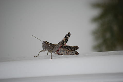 konik polny, owad, pasjans, Natura, zwierzę, szarańcza, dzikiej przyrody, tematy zwierzęce, zwierzęca przyroda, jedno zwierzę, zwierzęta na wolności, zimowy, zimna temperatura, żadnych ludzi, śnieg, bezkręgowy, dzień, zbliżenie, drzewo, na dworze, pełna długość, widok z boku, 4K, CC0, domena publiczna, darmowe zdjęcia