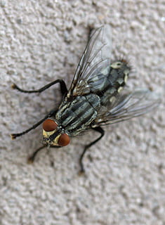 flyve, Insecta, hvile, hvirvelløse, insekt, dyre temaer, dyreliv, dyr i naturen, dyr, et dyr, tæt på, dyrefløj, flue, ingen mennesker, fokus på forgrunden, selektiv fokusering, dag, natur, udendørs, dyr kropsdel, zoologi, leddyr, dyr øje, 1080P, CC0, offentligt domæne, royaltyfrie