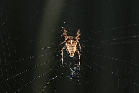 erro, girar, rede, invertebrado, aracnídeo, animal, temas animais, artrópode, teia de aranha, aranha, inseto, animais selvagens, animais em estado selvagem, um animal, fechar-se, fragilidade, parte do corpo animal, zoologia, ninguém, focar em primeiro plano, vulnerabilidade, dia, sobrevivência, ao ar livre, perna de animal, complexidade, 4K, CC0, domínio público, royalty free