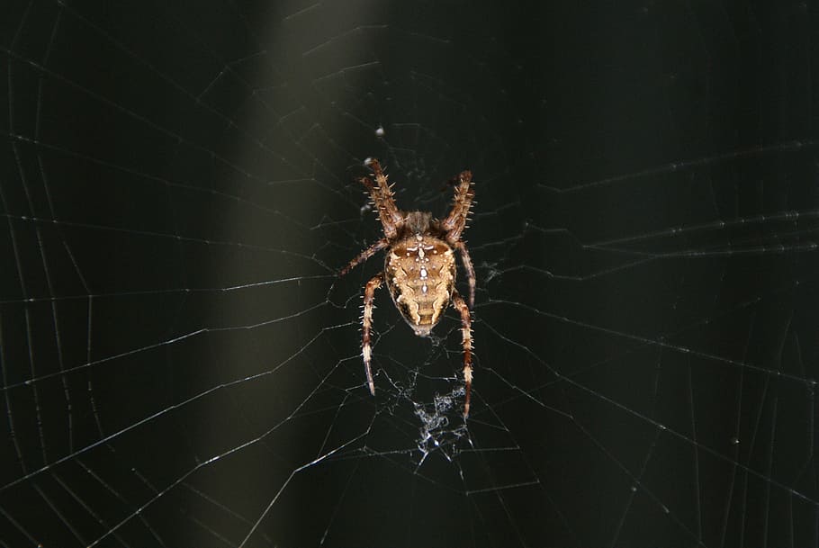 insekt, spin-, web, hvirvelløse, arachnid, dyr, dyre temaer, leddyr, edderkoppespind, edderkop, dyreliv, dyr i naturen, et dyr, tæt på, skrøbelighed, dyr kropsdel, zoologi, ingen mennesker, fokus på forgrunden, sårbarhed, dag, overlevelse, udendørs, dyr ben, kompleksitet, 4K