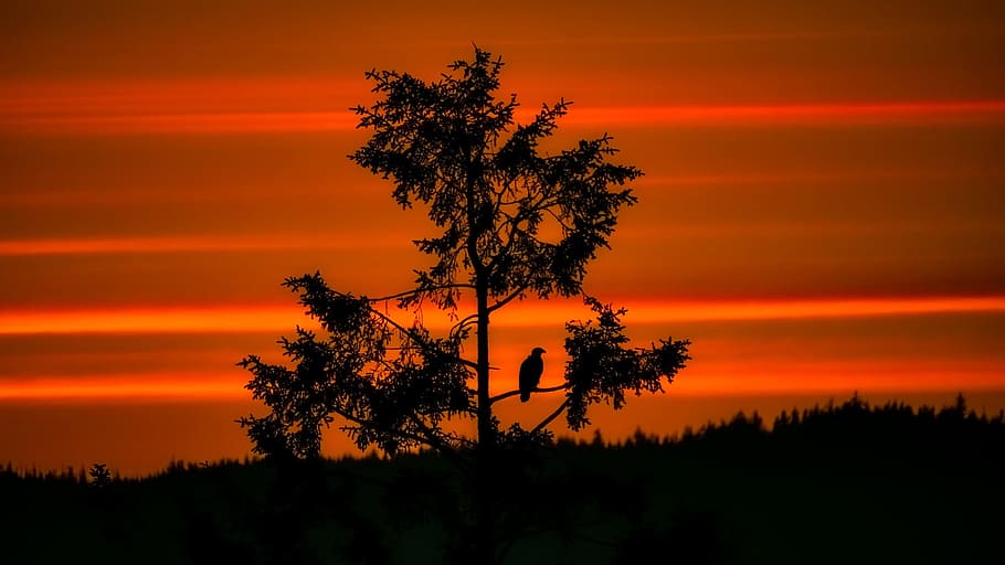 posta de sol, vespre, àguila calba, ocell, vida salvatge, silueta, arbres, cel, núvols, naturalesa, a l'aire lliure, paisatge, bonic, panorama, arbre, color taronja, sol, llum solar, sortida del sol - alba, retroil·luminat, escenics, alba, vermell, bellesa a la natura, estiu, escena tranquil·la, crepuscle, planta, escenics - natura, tranquil·litat, núvol - cel, creixement, idíl·lic, escena no urbana, cap gent, cel dramàtic, branca, terra, cel romàntic, 1080P