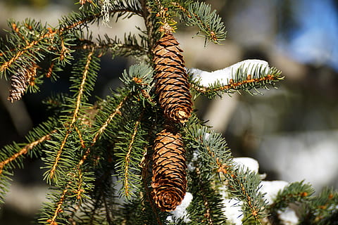 furu barrträd, vinter, tre, jul, furu, gran, nål, periwinkle, natur, humør, furu kegle, snø, struktur, gren, vinterlig, vintertrær, vinter magi, vinter skog, anlegg, furutre, nåletre, vekst, Pinaceae, fokusere på forgrunnen, ingen folk, nærbilde, grønn farge, skjønnhet i naturen, dag, nål - plantedel, utendørs, lav vinkel visning, ro, juletre, eviggrønne treet, gran tre, 5K, CC0, offentlig domene, opphavsrett gratis