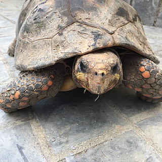 želva, zpomalit, shell, domácí zvíře, přistát, špína, plaz, zvíře, exotický, roztomilý, starý, plazit se, nedbalý, zvířat, jednoho zvířete, obratlovců, zvířata ve volné přírodě, zvířecí shell, detail, den, nikdo, vysoký úhel pohledu, skořápka želvy, Příroda, venku, zvířata v zajetí, zvířecí hlavy, obojživelník, zoo, námořní, 1080P, CC0, veřejná doména, bez autorských práv