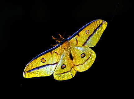 yellow, blue, butterfly, yellow and blue, blue butterfly, moth, large, insect, black, pattern, bold, wild, wing, night, queensland, australia, one animal, butterfly - insect, animal themes, animal wing, animals in the wild, animal, animal wildlife, close-up, black background, beauty in nature, studio shot, invertebrate, no people, nature, copy space, zoology, animal body part, animal markings, 2K, CC0, public domain, royalty free