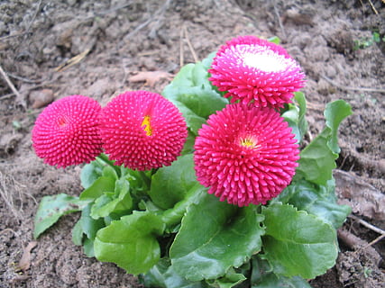 Bellis, ดอกไม้, ฤดูใบไม้ผลิ, ใบไม้, grönröd, โลก, การเจริญเติบโต, ธรรมชาติ, ปลูก, กลางแจ้ง, ความสด, ไม้ดอก, ความงามในธรรมชาติ, ใกล้ชิด, ความบอบบาง, ส่วนของพืช, หัวดอกไม้, ความอ่อนแอ, ช่อดอก, กลีบดอกไม้, วัน, ไม่มีคน, สีชมพู, ที่ดิน, มุมมองมุมสูง, 1080P, CC0, โดเมนสาธารณะ, ค่าลิขสิทธิ์ฟรี