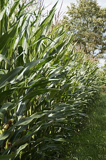 Fodder, Maize, Corn, Plant, fodder maize, corn plant, cultivation, corn cultivation, sweet corn, public record, food, autumn, vegetables, cereals, culture of maize, field, agriculture, green, late summer, cornfield, growth, green color, nature, crop, beauty in nature, day, no people, leaf, plant part, close-up, tranquility, outdoors, sunlight, land, tree, focus on foreground, freshness, backgrounds, 5K, CC0, public domain, royalty free